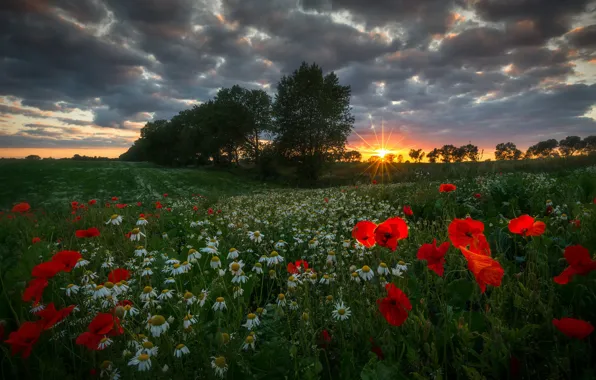 Summer, grass, the sun, rays, trees, landscape, sunset, flowers