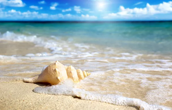 Sand, sea, the sky, the sun, shell, surf