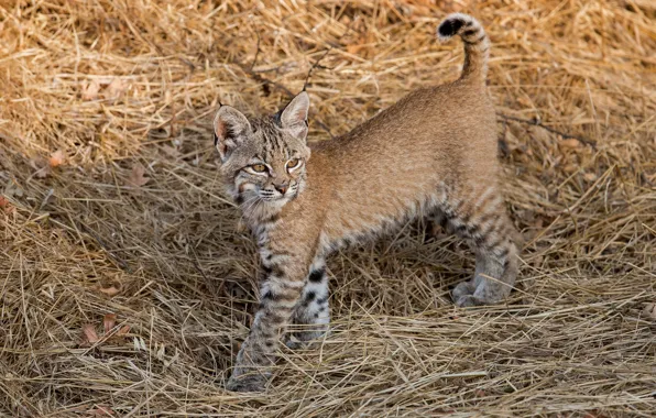 Lynx, dry grass, a small lynx