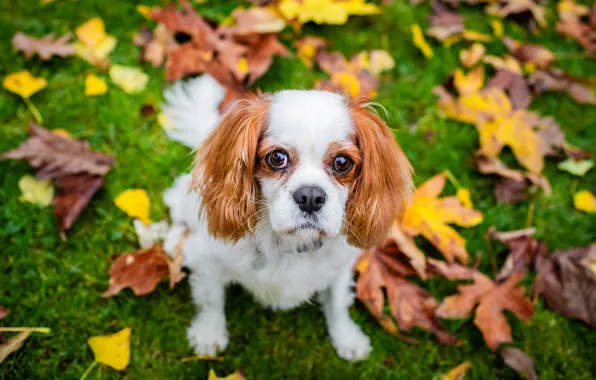Picture autumn, look, face, leaves, glade, portrait, dog, the cavalier king Charles Spaniel