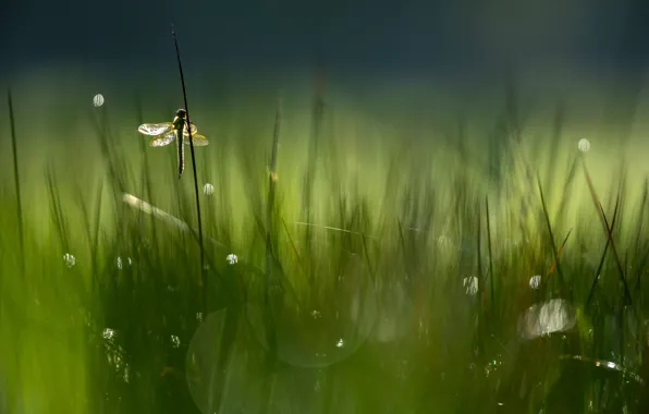 Greens, grass, the sun, nature, Rosa, glare, dragonfly, bokeh