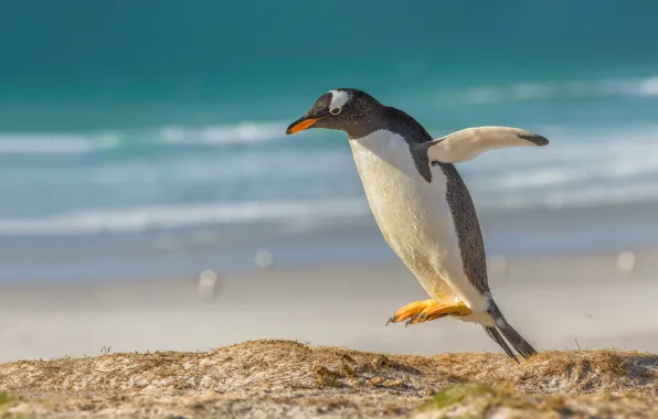 Jump, bird, penguin, a gentoo penguin, Gentoo penguin