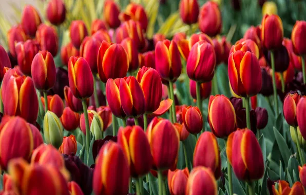 Tulips, red, buds
