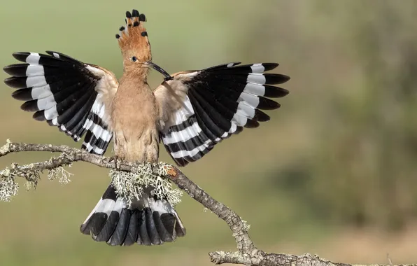 Bird, Upupa epops, Hoopoe