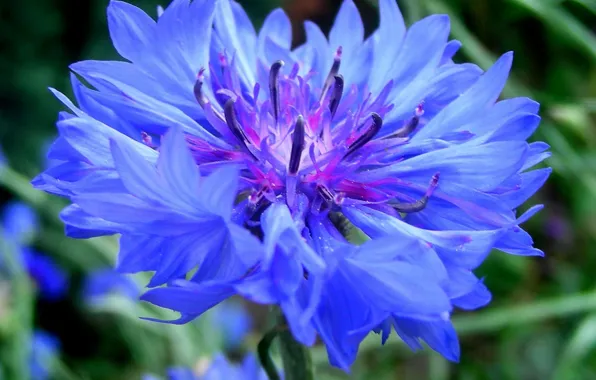 Greens, flower, blue, cornflower, cornflowers, bluet, cornflower, centaurea