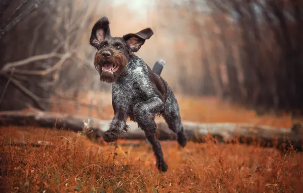 Autumn, nature, animal, jump, dog, log, dog