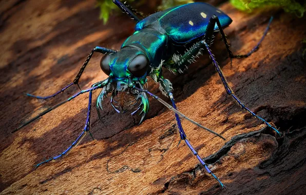 Beetle, insect, calochroa flavomaculata