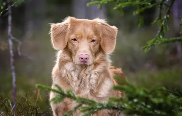 Picture look, face, branches, dog, Nova Scotia duck tolling Retriever, Andrei Ershov