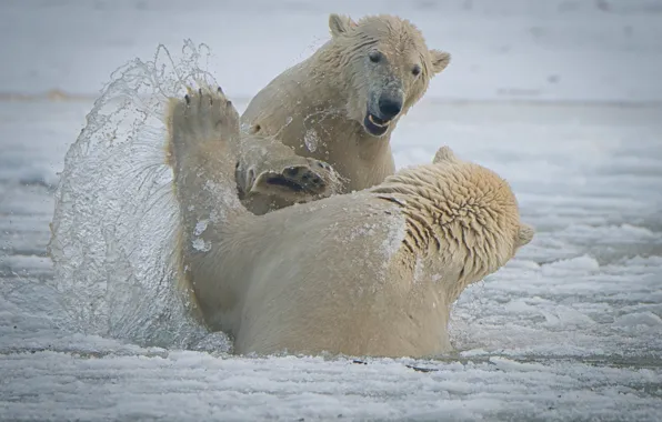 Squirt, bears, Alaska, Alaska, polar bears, sparring, The Arctic national reserve, Arctic National Wildlife Refuge
