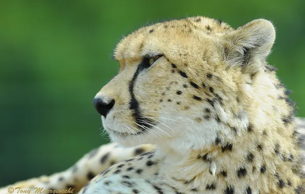 Picture look, face, spot, Cheetah, profile