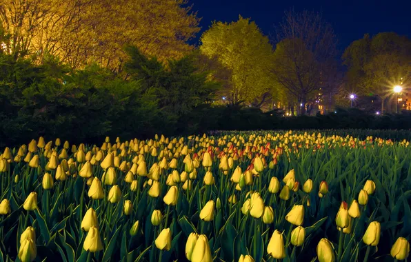 Flowers, the city, tulips