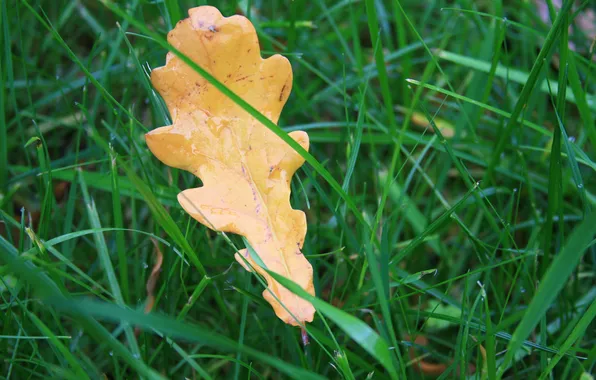 Picture autumn, grass, macro, yellow, nature, tree, Wallpaper, morning