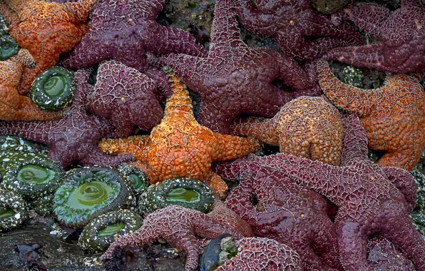 Picture accumulation, starfish, rookery