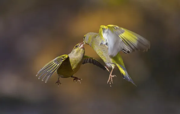 Flight, nature, bird, wings, color, fighting