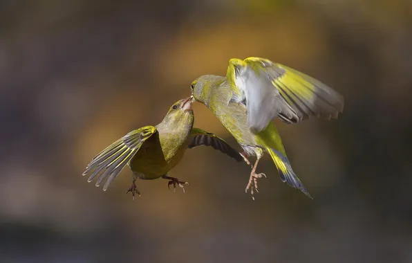 Picture flight, birds, nature, wings, color, fighting