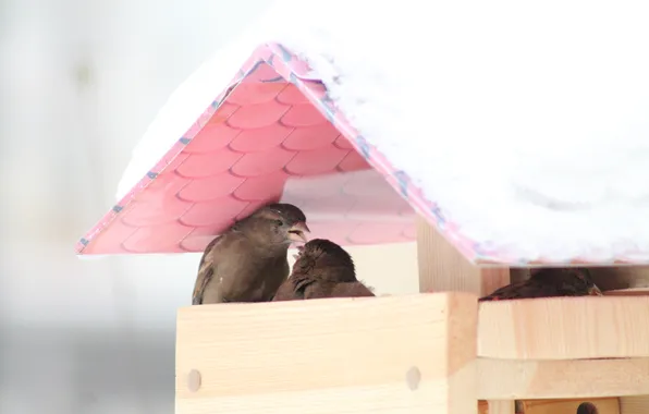 Picture winter, birds, sparrows, feeder, fight