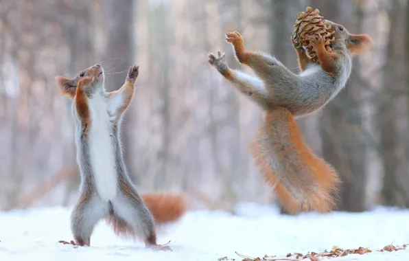 Winter, snow, bumps, proteins, gear