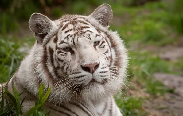 Picture cat, face, portrait, white tiger