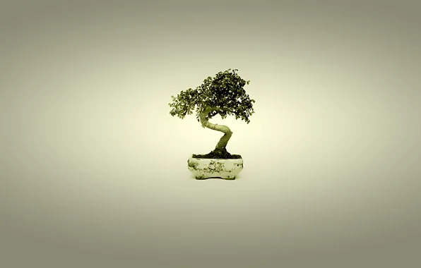 Tree, Japan, bonsai, minimalism