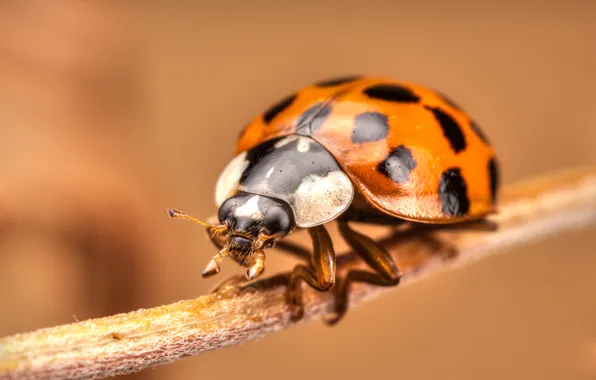 Ladybug, stem, insect, bokeh