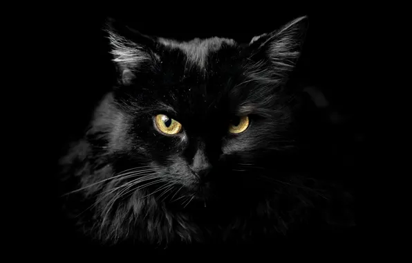 Picture cat, background, home