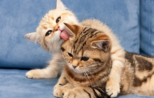 Language, cat, look, cats, pose, kitty, sofa, baby