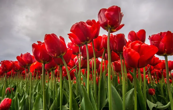 Picture field, red, tulips, a lot