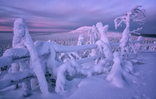 Winter, forest, snow, trees, the fence, the snow, Finland, Lapland