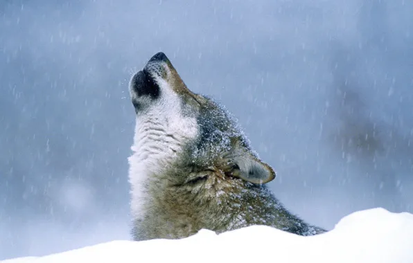 Nature, predator, animal, wolf, wildlife, portrait., Canis lupus. face • wolf • portrait • predator