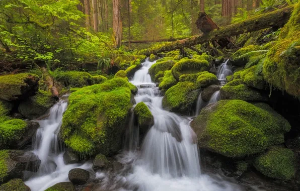 Forest, stream, stones, waterfall, moss, river, cascade, Washington