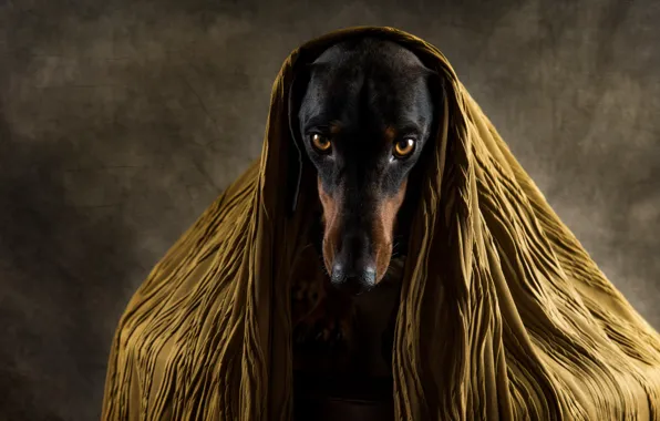 Picture sadness, each, dog