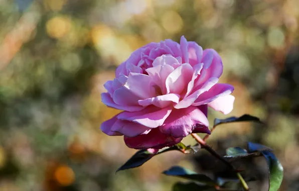 Pink, rose, lush