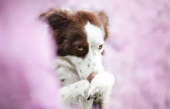 Background, each, dog