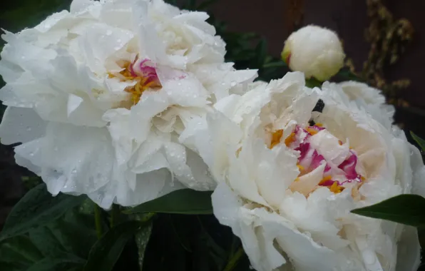 Flowers, White, Rosa, Belarus, Peonies