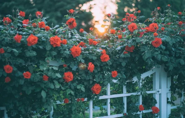 Greens, summer, leaves, light, flowers, branches, the fence, roses