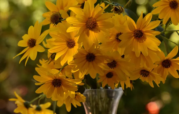 Summer, flowers, background, bouquet, yellow, garden, bokeh, rudbeckia