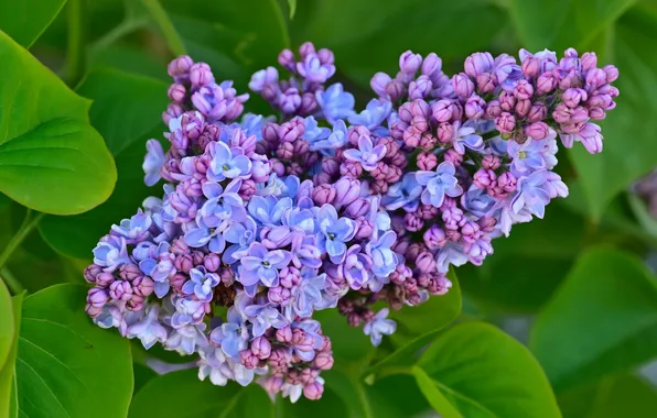 Flowers, branches, spring, flowering, lilac, inflorescence, blooming lilacs