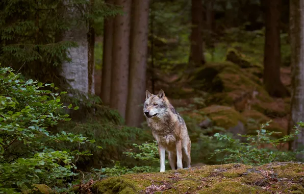 Forest, look, trees, branches, stones, grey, foliage, wolf