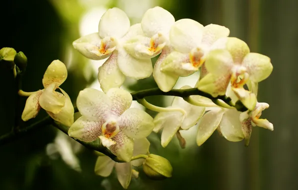 Picture flower, branch, buds, Orchid, light, falinopsis, speckled