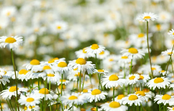 Flowers, glade, chamomile, meadow, bright, Sunny, field