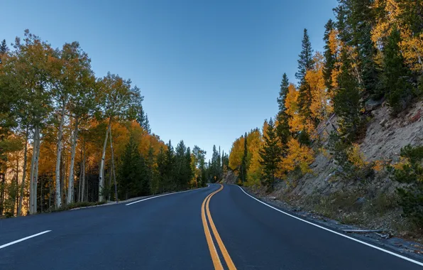 Road, autumn, forest