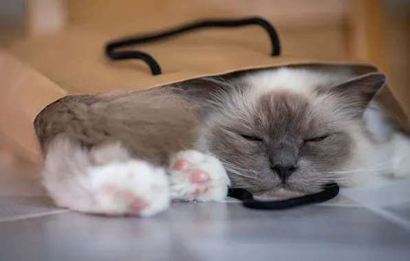 Cat, cat, pose, stay, sleep, paws, package, sleeping