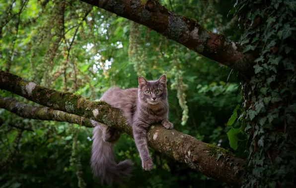 Picture greens, cat, cat, look, trees, branches, pose, grey