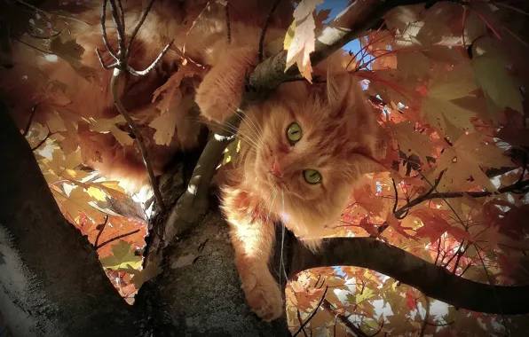 Autumn, cat, look, leaves, branches, tree, fluffy, red