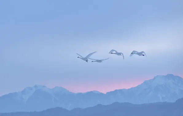 Winter, the sky, flight, mountains, birds, fog, dawn, the slopes
