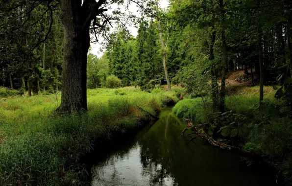 Forest, summer, nature, stream