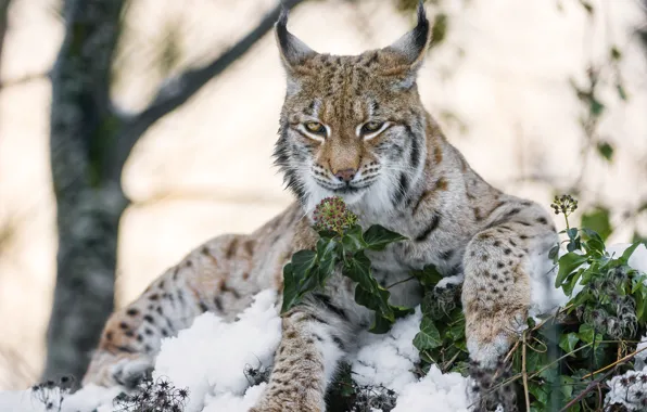 Picture leaves, snow, lynx