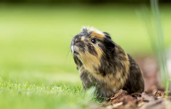 Bokeh, rodent, Guinea pig