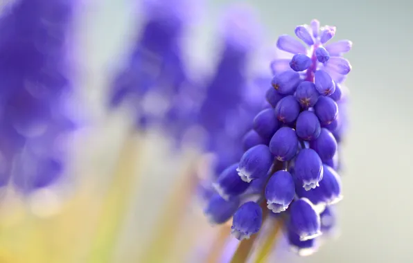 Macro, flowers, blur, blue, Muscari