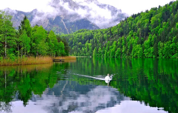Picture forest, the sky, clouds, mountains, lake, swans